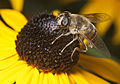 Eristalis tenax