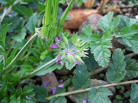 Tập_tin:Erodium_moschatum-2.jpg