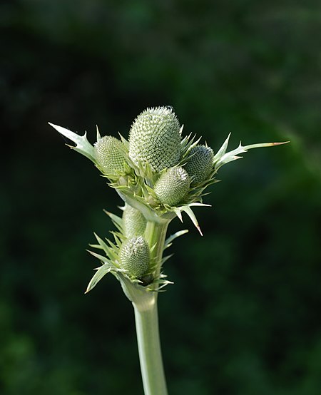 Eryngium July 2013-1.jpg