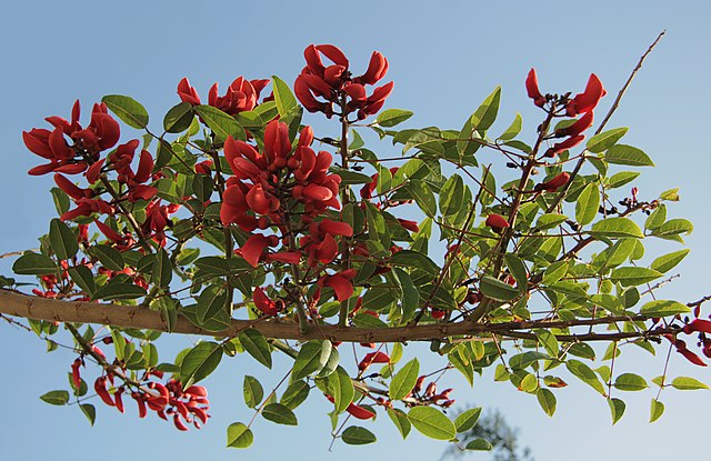 The blossoming flowers of the Yak Erabadu is associated with the advent of the New Year