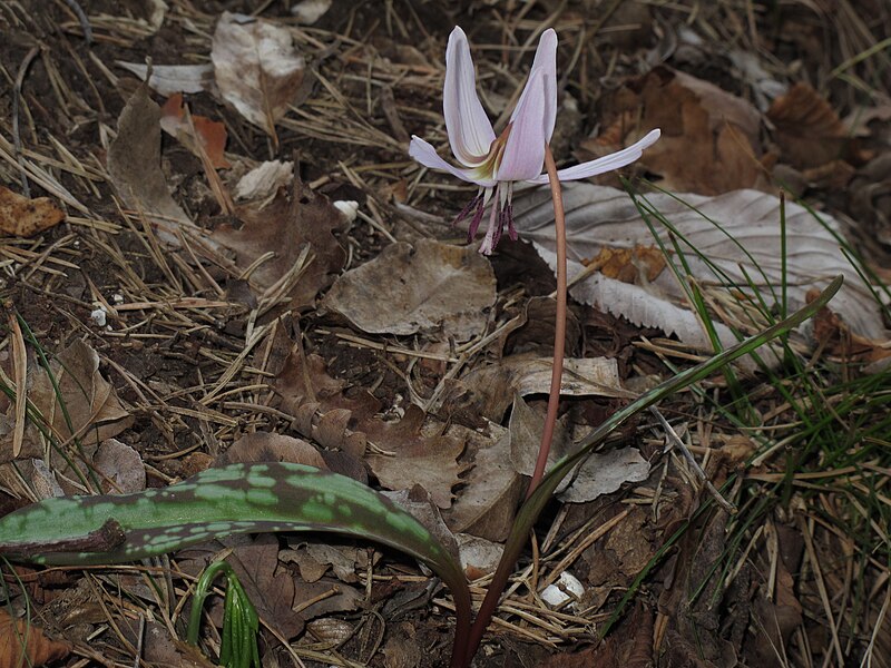 File:Erythronium dens-canis 2 RF.jpg