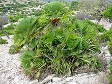 Anexo Plantas Medicinales N Z Wikipedia La Enciclopedia Libre