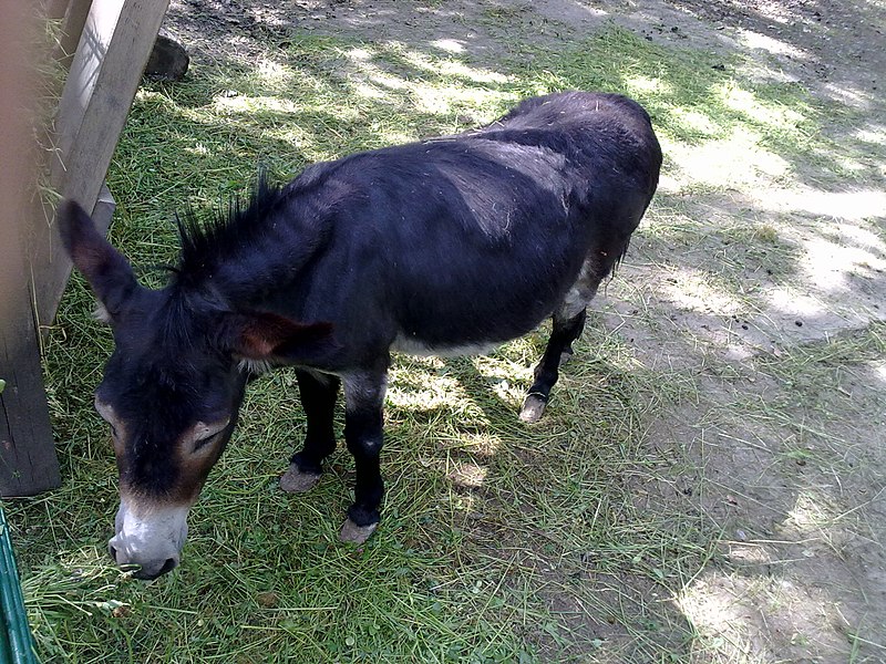 File:Esel Max im Wildpark - panoramio.jpg