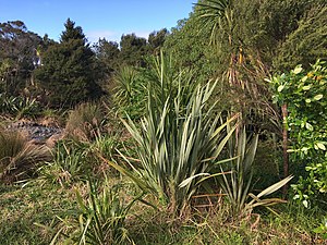 Eskdale Reserve harakeke.jpg