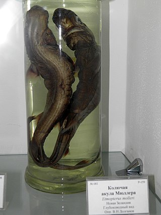 <span class="mw-page-title-main">Slendertail lanternshark</span> Species of shark