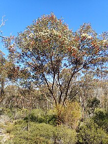 Eucalyptus extensa цъфтеж.jpg