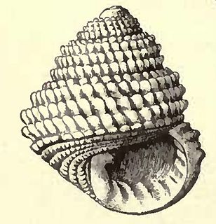 <i>Euchelus guttarosea</i> species of mollusc