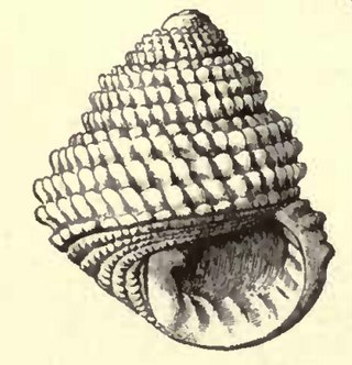 <i>Euchelus guttarosea</i> Species of gastropod