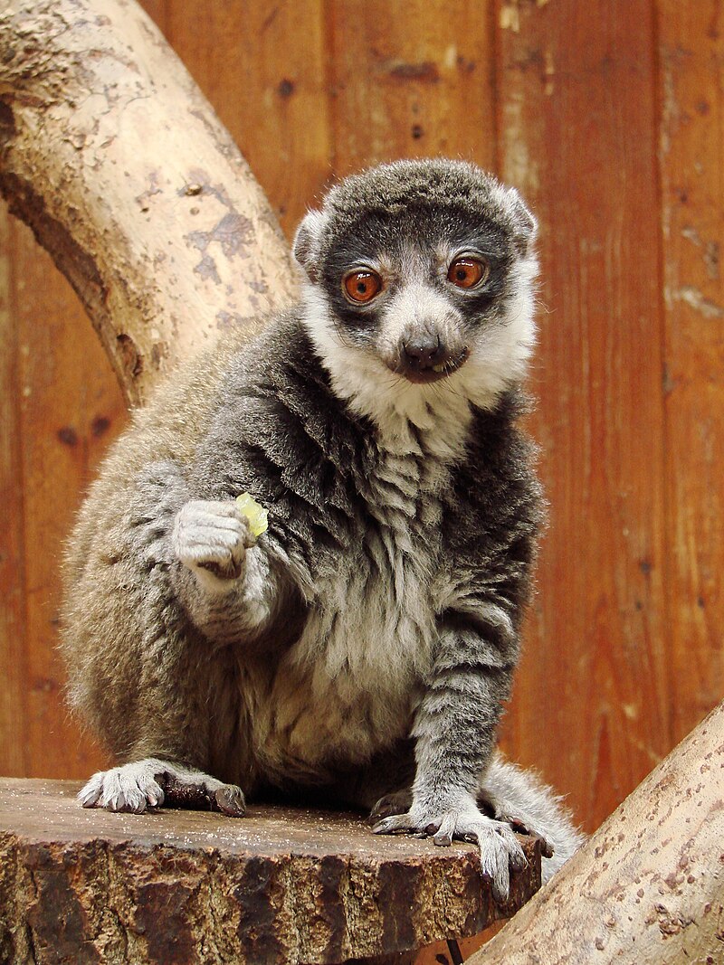 Lemur mongoz (Eulemur mongoz) – samica