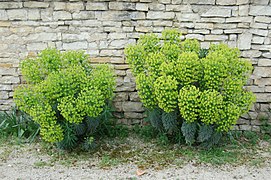 Euphorbia characias cultivée (Aigre, Charente, France)