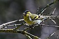 * Nomination The Eurasian siskin (Spinus spinus) --Isiwal 16:28, 25 March 2018 (UTC) * Promotion Good quality --Halavar 16:45, 25 March 2018 (UTC)