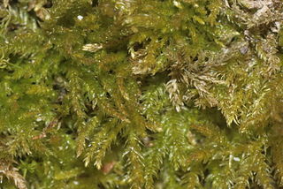<i>Eurhynchiastrum</i> Genus of mosses