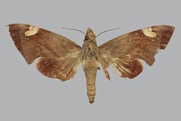 Eurypteryx molucca