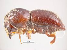 Lateral view of the adult beetle Euwallacea fornicatus 8239-large.jpg