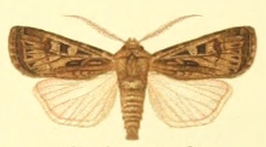 Euxoa distinguenda