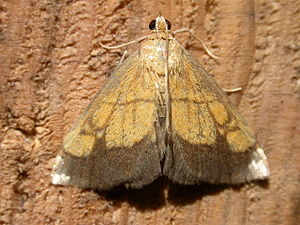 Evergestis limbata.jpg