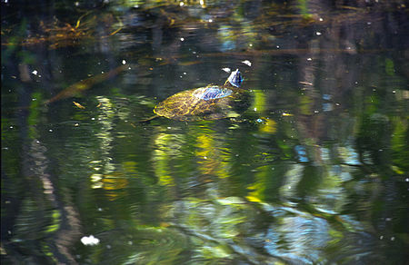 Polski: Żółw English: the turtle