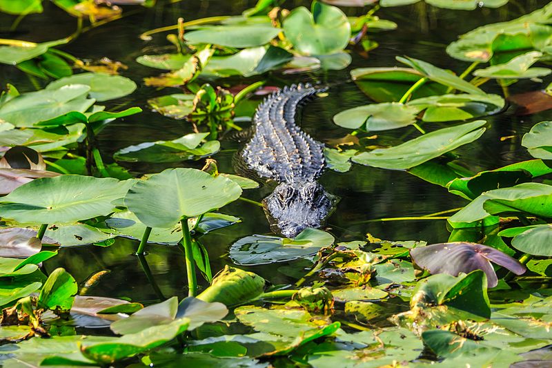 File:Everglades - Shark Valley - Amertican alligator ?, or - (12260060044).jpg