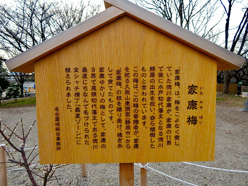 File:Explanation board about Prunus mume Ieyasubai.jpg