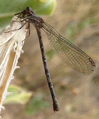 Sooty dancer, Argia lugens F Argia lugens vert.jpg