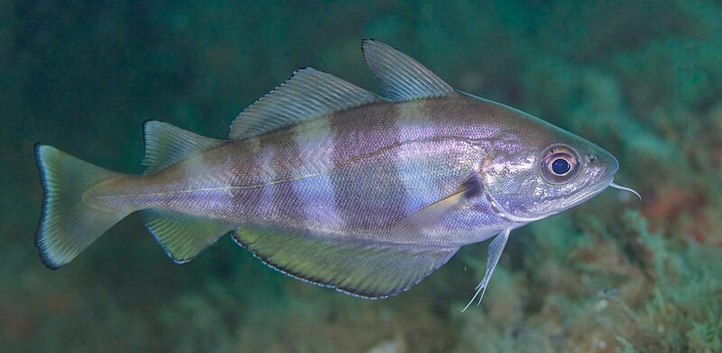 File:Faneca (Trisopterus luscus), Parque natural de la Arrábida, Portugal, 2022-07-29, DD 43.jpg