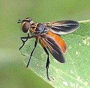 Trichopoda pennipes