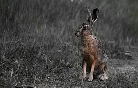 Tập_tin:Feldhase,_European_hare,_Lepus_europaeus.jpg