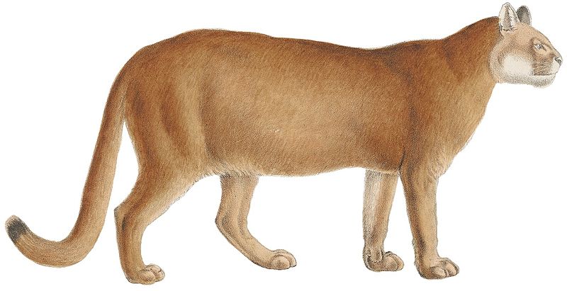 File:Felis concolor - 1818-1842 - Print - Iconographia Zoologica - Special Collections University of Amsterdam -(white background).jpg