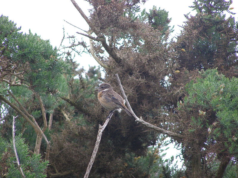 File:Female Stonechat Singing.JPG