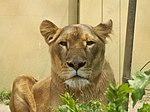 Female lion (Panthera leo) in Tobu Zoo, Japan.jpg