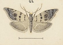 Fig 22 MA I437912 TePapa Plate-LI-The-butterflies full (cropped).jpg