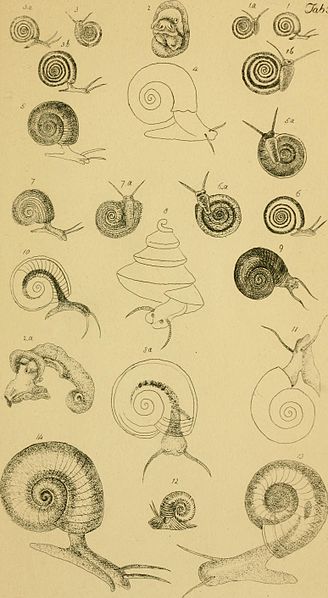 File:Figures of molluscous animals, selected from various authors (1859) (14777683404).jpg