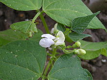 Un fiore di fagiolo