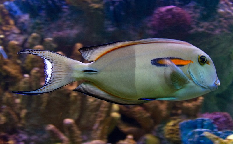 File:Fish (6247444408).jpg