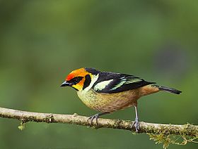 Flame-faced Tanager (4851596008).jpg