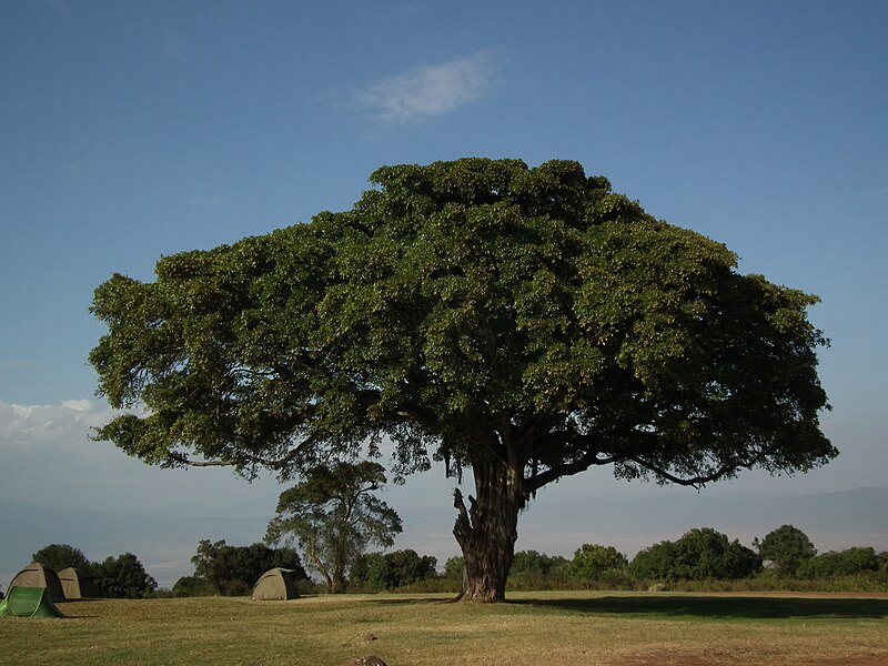 File:Flora of Tanzania 3843 Nevit.jpg
