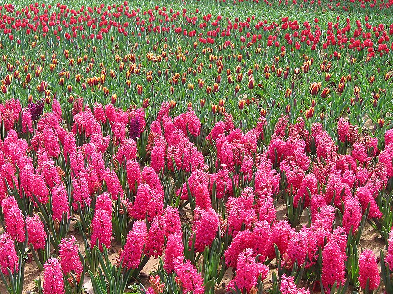 File:Floriade canberra02.jpg