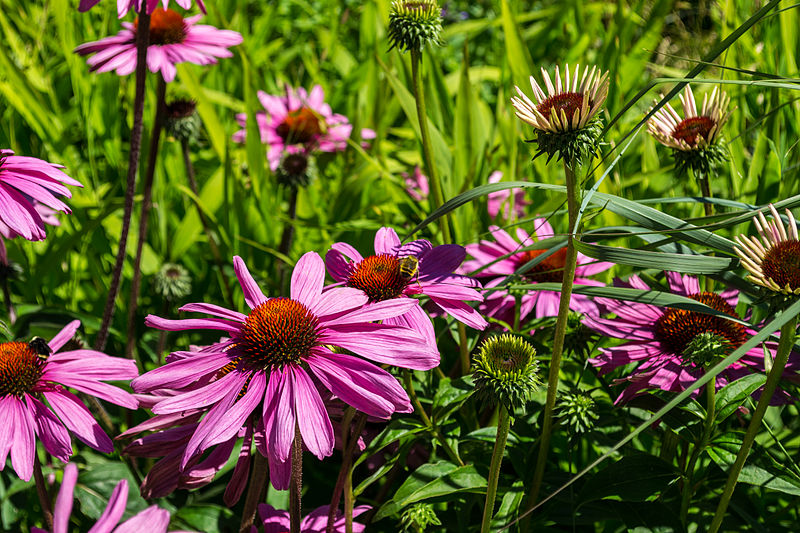 File:Flowers at UBC.jpg