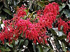 Flowers of Terminalia myriocarpa Mishmi Hills AJTJ.JPG