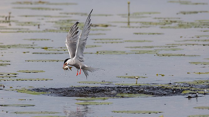 Fluss-Seeschwalbe im Vogelschutzgebiet Federseeried beim Fischfang von AWeith