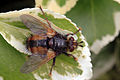 * Nomination Fly (Tachina fera), Cumnor Hill, Oxford --Charlesjsharp 11:08, 31 March 2015 (UTC) * Promotion Good quality. --Zcebeci 12:43, 31 March 2015 (UTC)