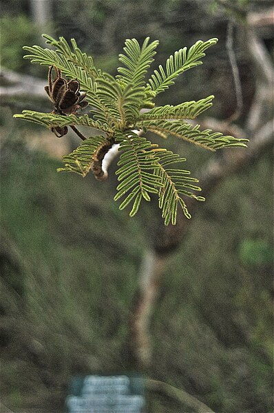 File:Folhagem da mimosa.JPG