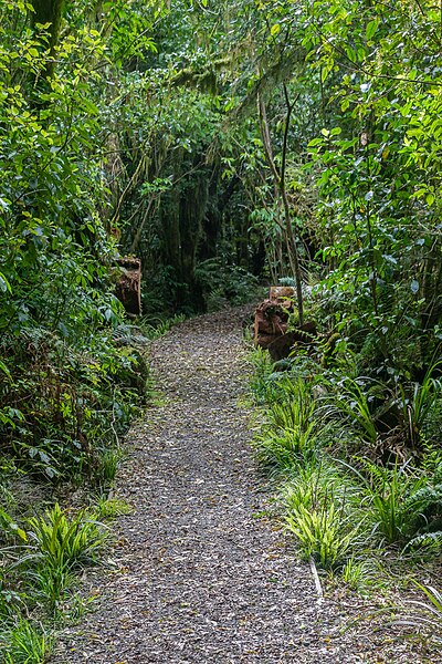 File:Footpath in Egmont NP 13.jpg