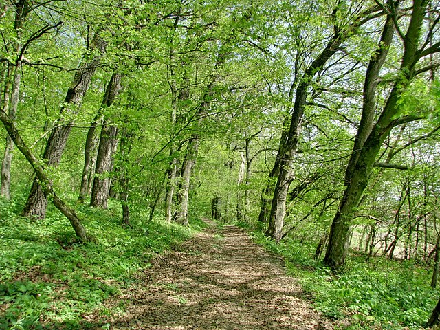 File:Forest - panoramio.jpg - Wikimedia Commons