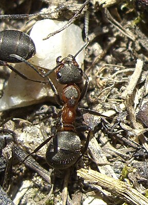 Stor ängmyra (Formica pratensis)