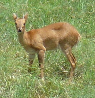 Male four-horned antelope in the Nilgiri Biosphere Reserve Four-horned Antelope.JPG