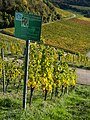 * Nomination Information board on the Müller-Thurgau grape variety.Please note that neither the information board nor the vines are vertical. Thank you. --Ermell 09:24, 25 October 2022 (UTC) * Promotion  Support Good quality -- Johann Jaritz 09:56, 25 October 2022 (UTC)