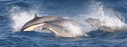 Group of Fraser's dolphins