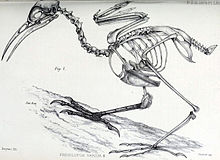 Рисунок скелета птицы на ветке