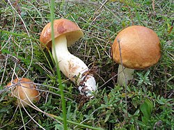 Suillus granulatus